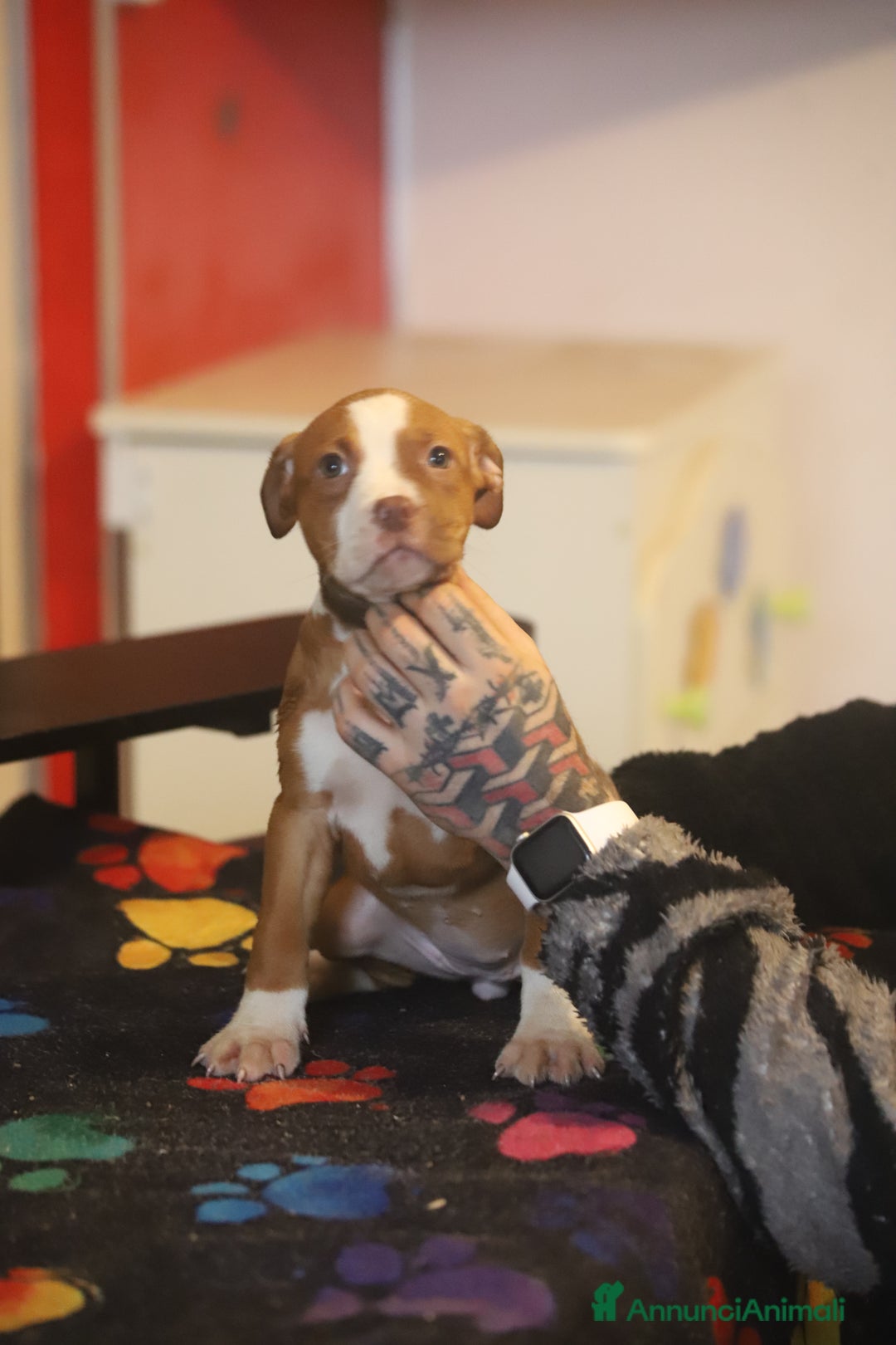 Pitbull cani in vendita: Cuccioli di Pit Bull con pedigree anche a rate - Annuncio 28