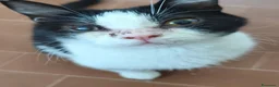 Meticcio gatti in regalo: Elettra la dolce - Annuncio 11