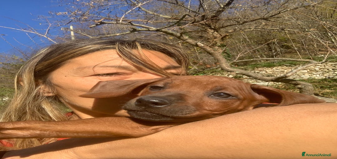 Immagine della galleria {{count}}