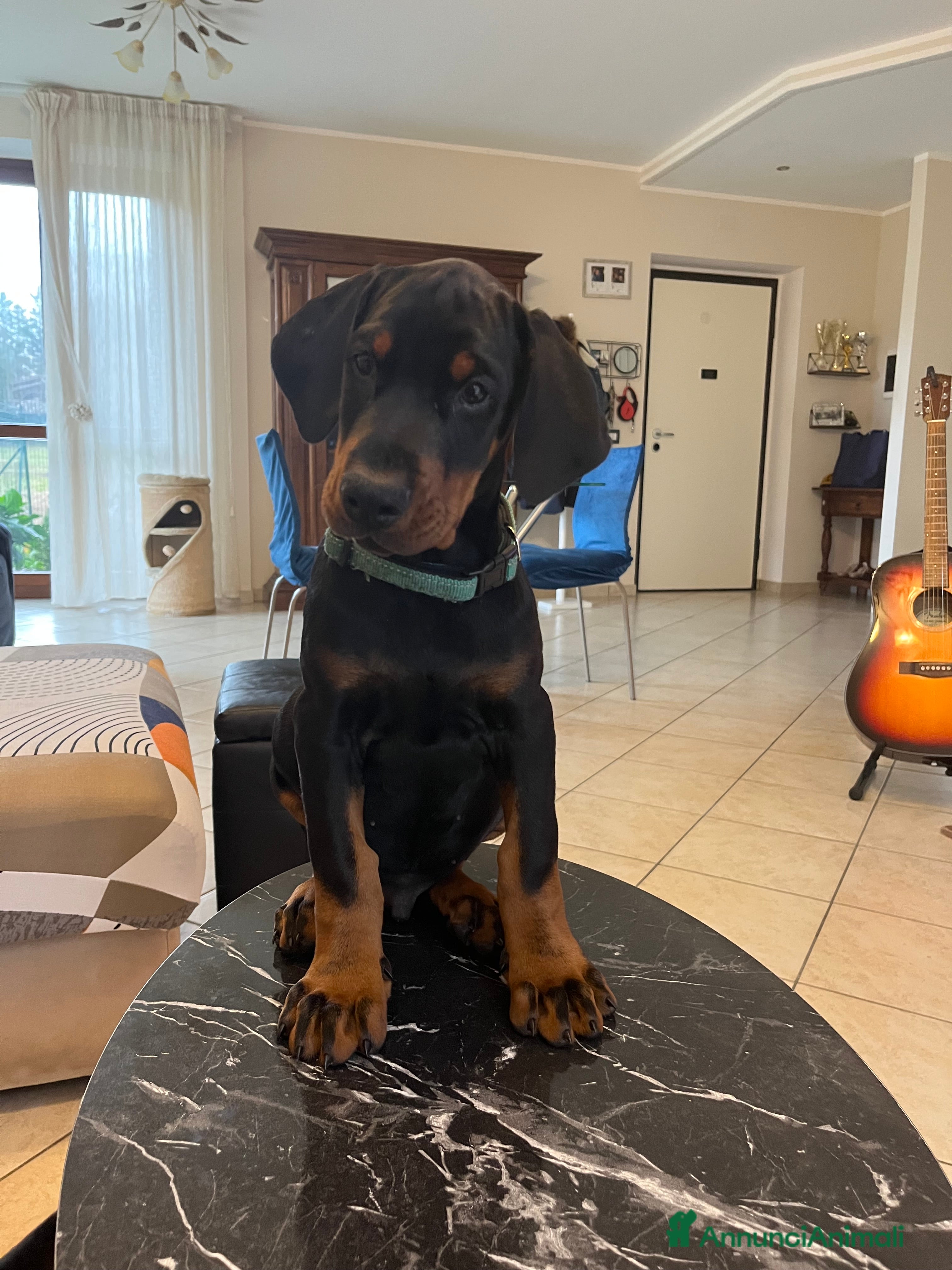 Dobermann cani Cuccioli dobermann - Annuncio 35