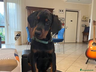Dobermann cani Cuccioli dobermann - Annuncio 5