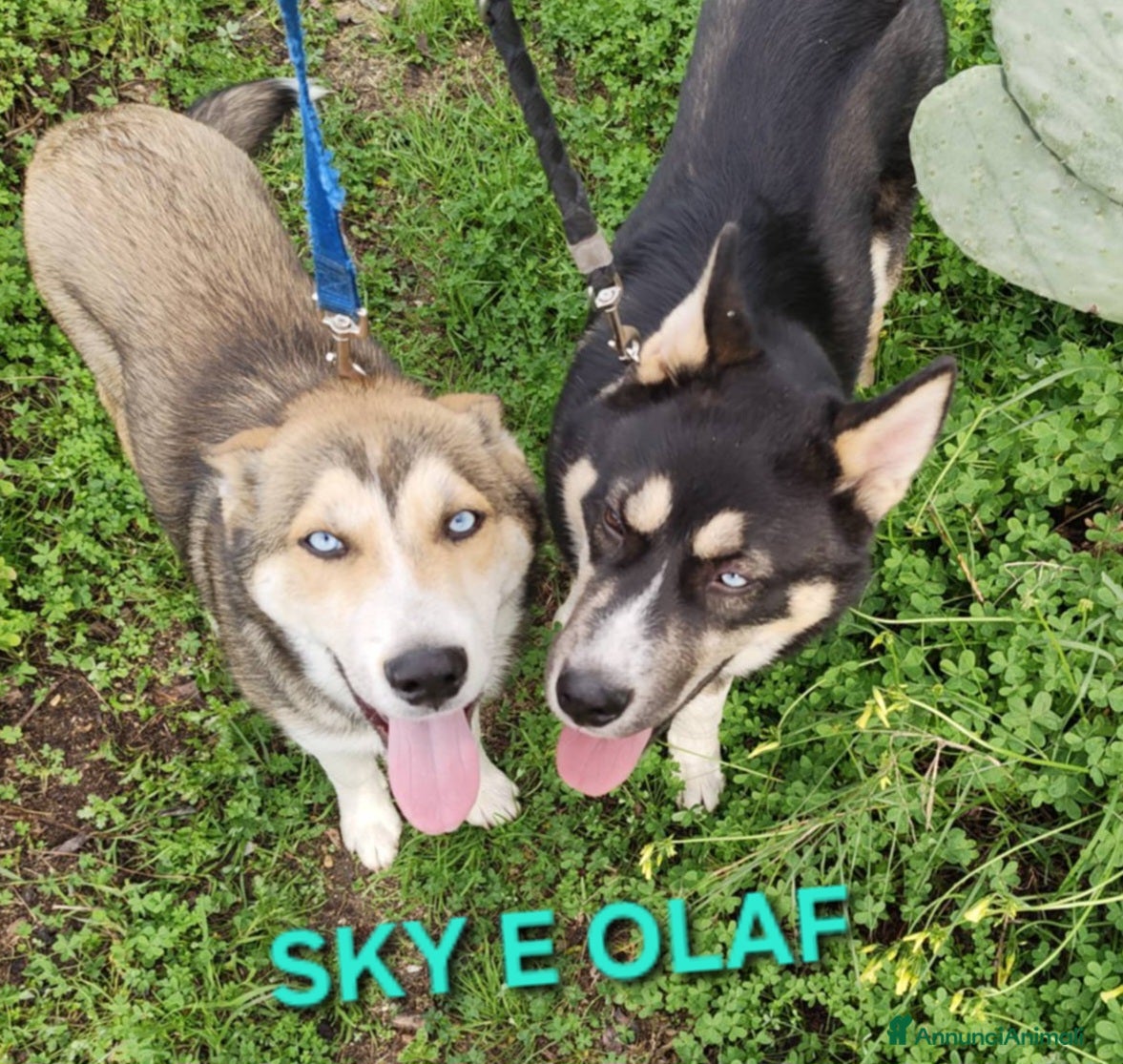 Meticcio cani SKY E OLAF MIX HUSKY  - Annuncio 1