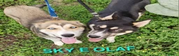 Meticcio cani in regalo: SKY E OLAF MIX HUSKY  - Annuncio 1