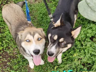 Meticcio cani SKY E OLAF MIX HUSKY - Annuncio 12