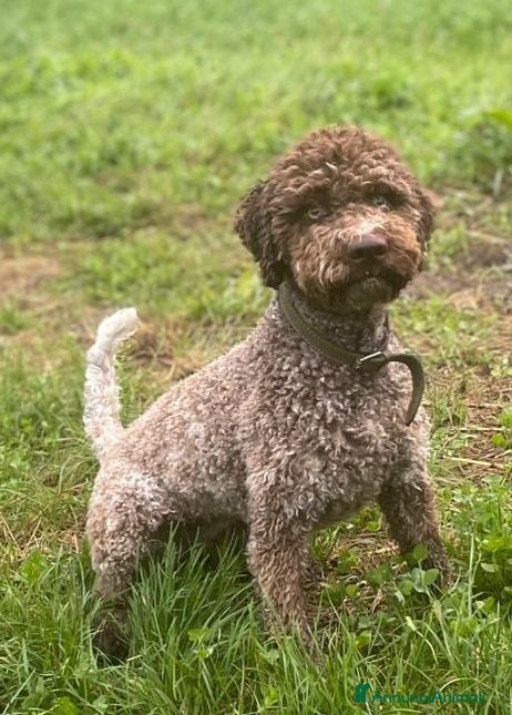Lagotto cani Cuccili di lagotto con pedigree - Annuncio 35