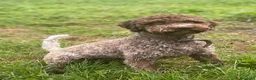 Lagotto cani in vendita: Cuccili di lagotto con pedigree - Annuncio 1