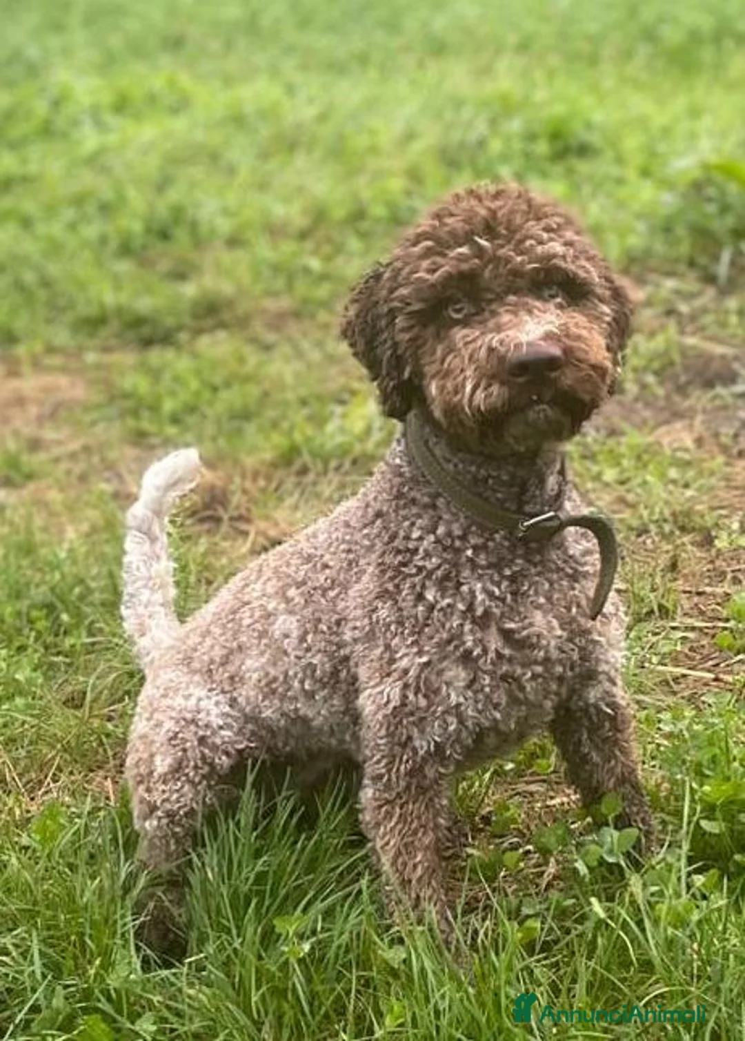 Lagotto cani in vendita: Cuccili di lagotto con pedigree - Annuncio 1