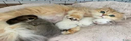 British gatti in vendita: Cucciolo di British Longhair  a Provincia di Perugia - Annuncio 5