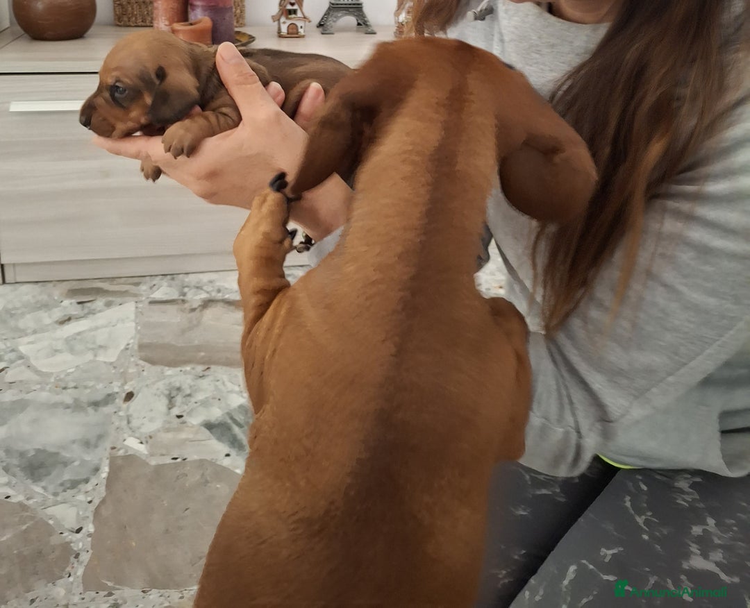 Bassotto cani in vendita: Bassotti nani/kaninken  - Annuncio 5