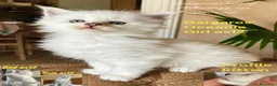 Maine Coon gatti in vendita: cuccioli di maine coon da allevamento ANFI  - Annuncio 9