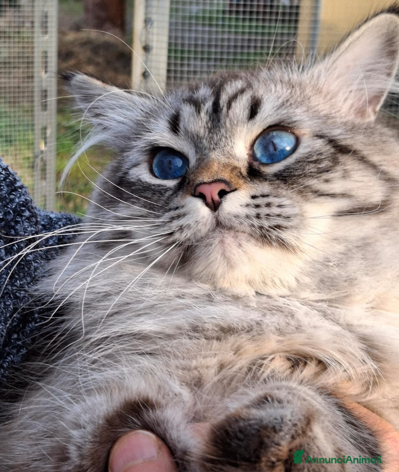 Siberiano gatti Siberiano Neva Masquerade per accoppiamento  - Annuncio 30