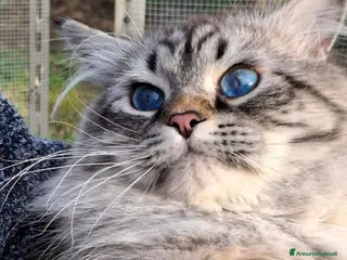 Siberiano gatti Siberiano Neva Masquerade per accoppiamento - Annuncio 30