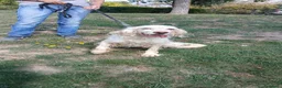 Setter Inglese cani in regalo: GORAN DOLCISSIMO SETTER INGLESE IN CERCA D'AMORE - Annuncio 3
