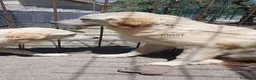 Pastore Abbruzzese Maremmano cani in regalo: Maremmano cuccioli e Mamma Perla - Annuncio 6