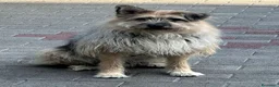 Meticcio cani in regalo: SPANK CERCA CASA - Annuncio 6