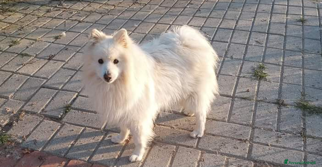 Volpino Italiano cani per accoppiamento: Volpino italiano - Annuncio 4