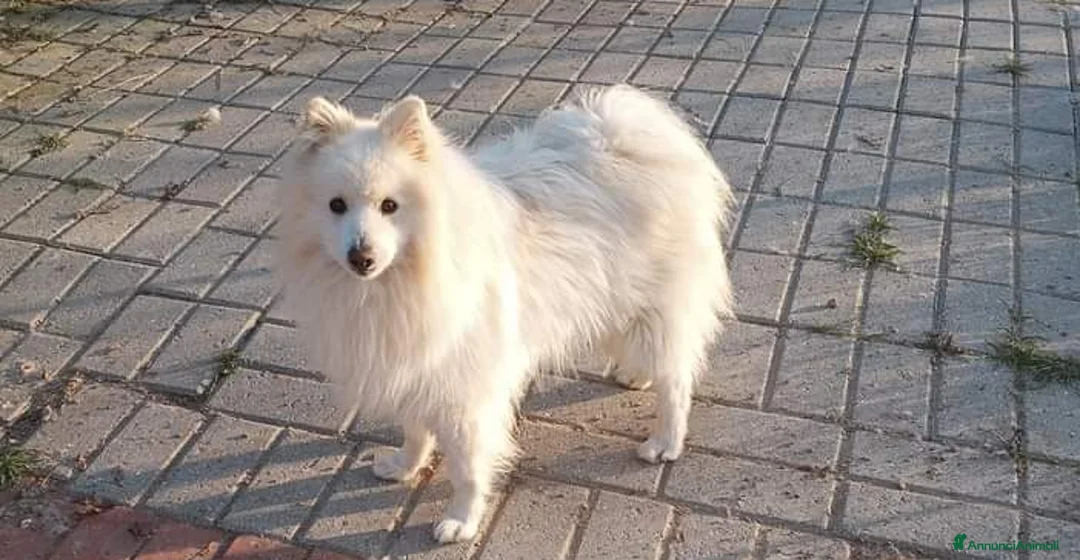 Volpino Italiano cani per accoppiamento: Volpino italiano - Annuncio 4