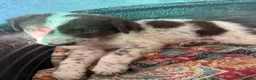 Meticcio cani in regalo: Due cuccioli, taglia media!  - Annuncio 4