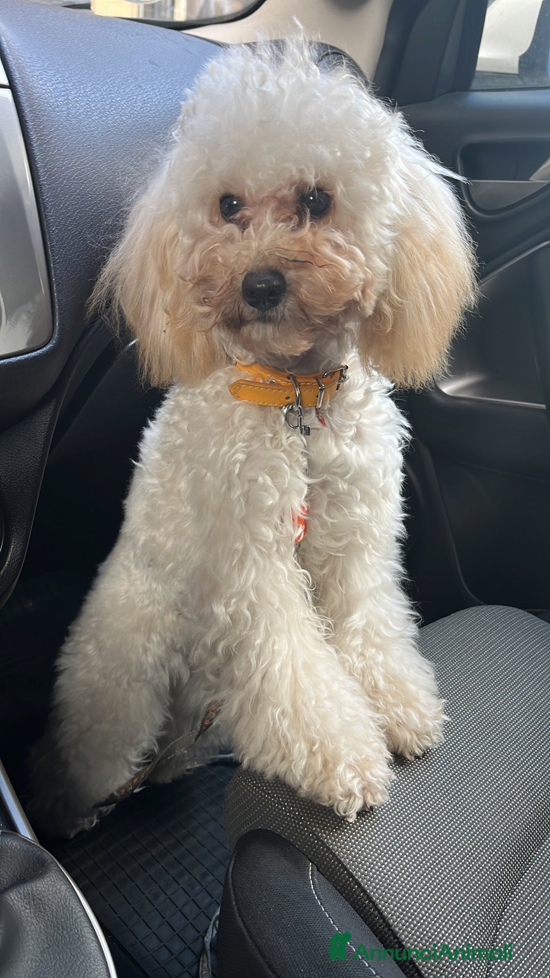 Barboncino Toy cani in vendita: Ultimo cucciolo maschietto barboncino toy - Annuncio 1