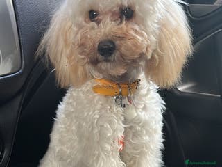 Barboncino Toy cani Ultimo cucciolo maschietto barboncino toy - Annuncio 2