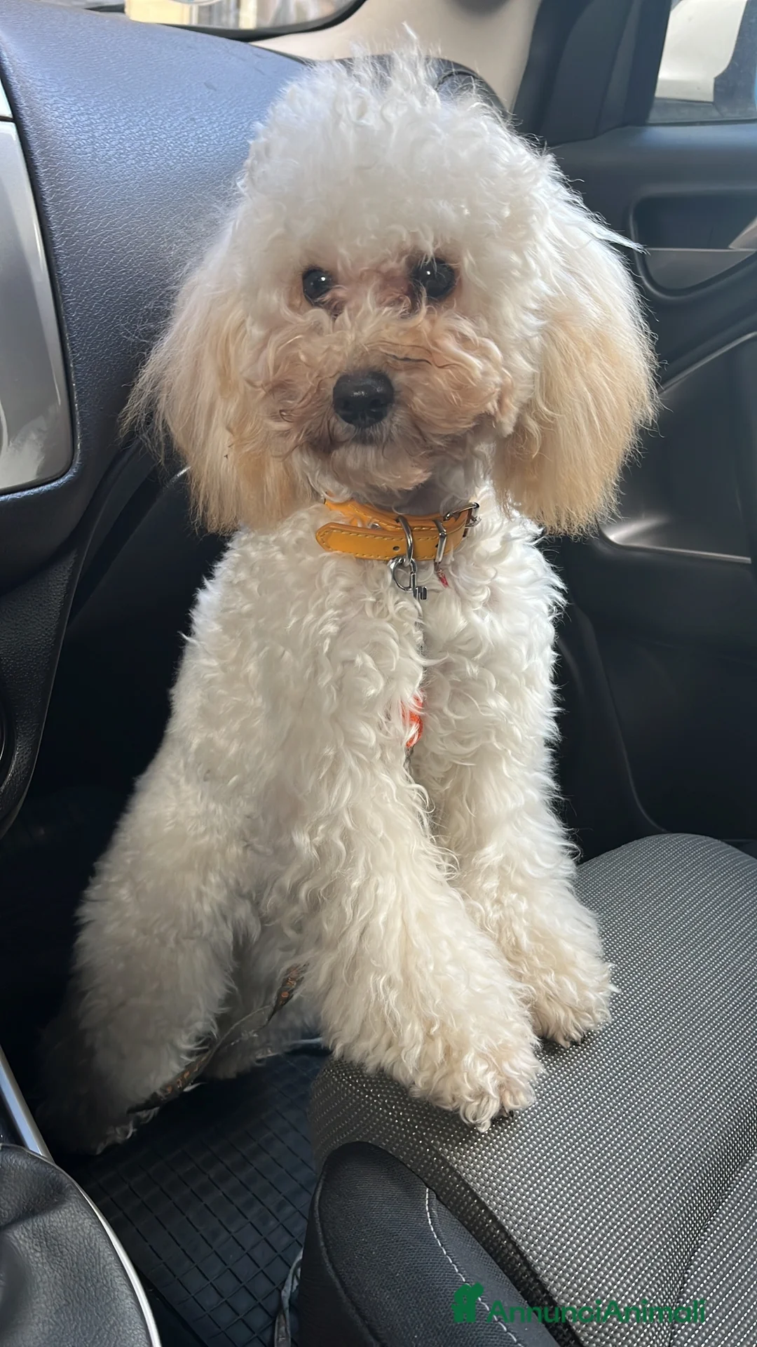 Barboncino Toy cani in vendita: Ultimo cucciolo maschietto barboncino toy - Annuncio 1