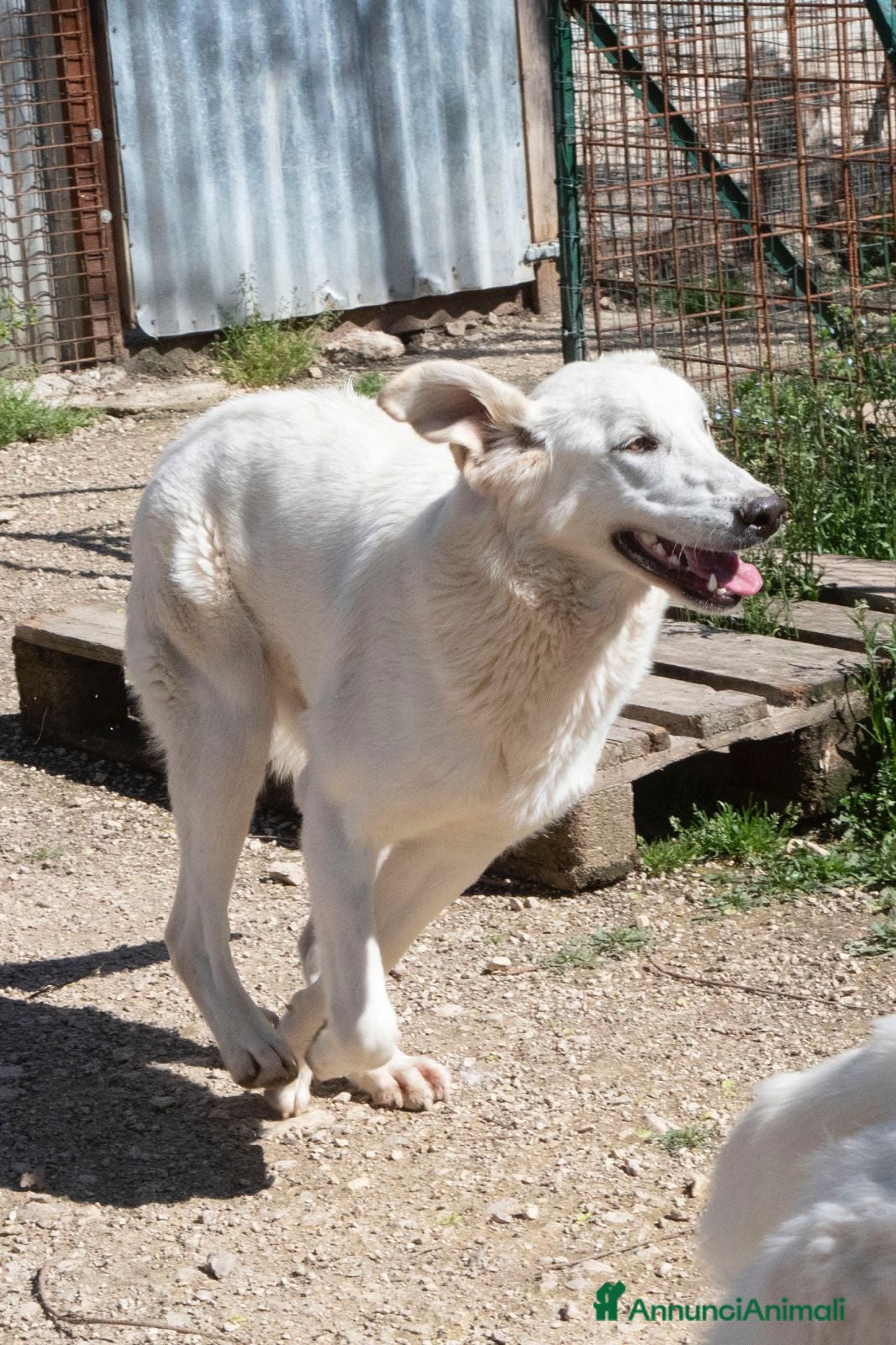 Meticcio cani DEMYR CERCA FAMIGLIA a Città Metropolitana di Torino - Annuncio 10