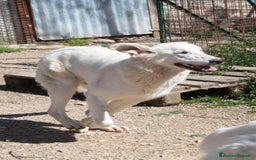 Meticcio cani in regalo: DEMYR CERCA FAMIGLIA a Città Metropolitana di Torino - Immagine 1