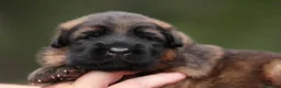 Pastore Tedesco cani in vendita: Pastore tedesco grigio a pelo lungo. Vera rarità - Annuncio 2