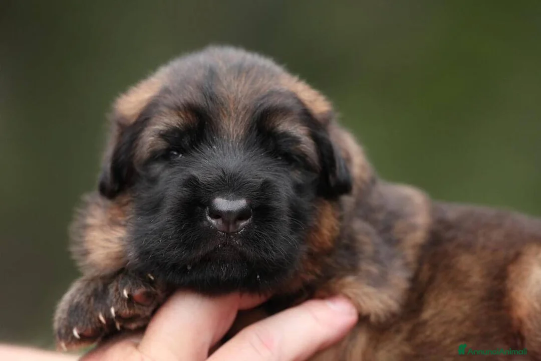 Pastore Tedesco cani in vendita: Pastore tedesco grigio a pelo lungo. Vera rarità - Annuncio 2