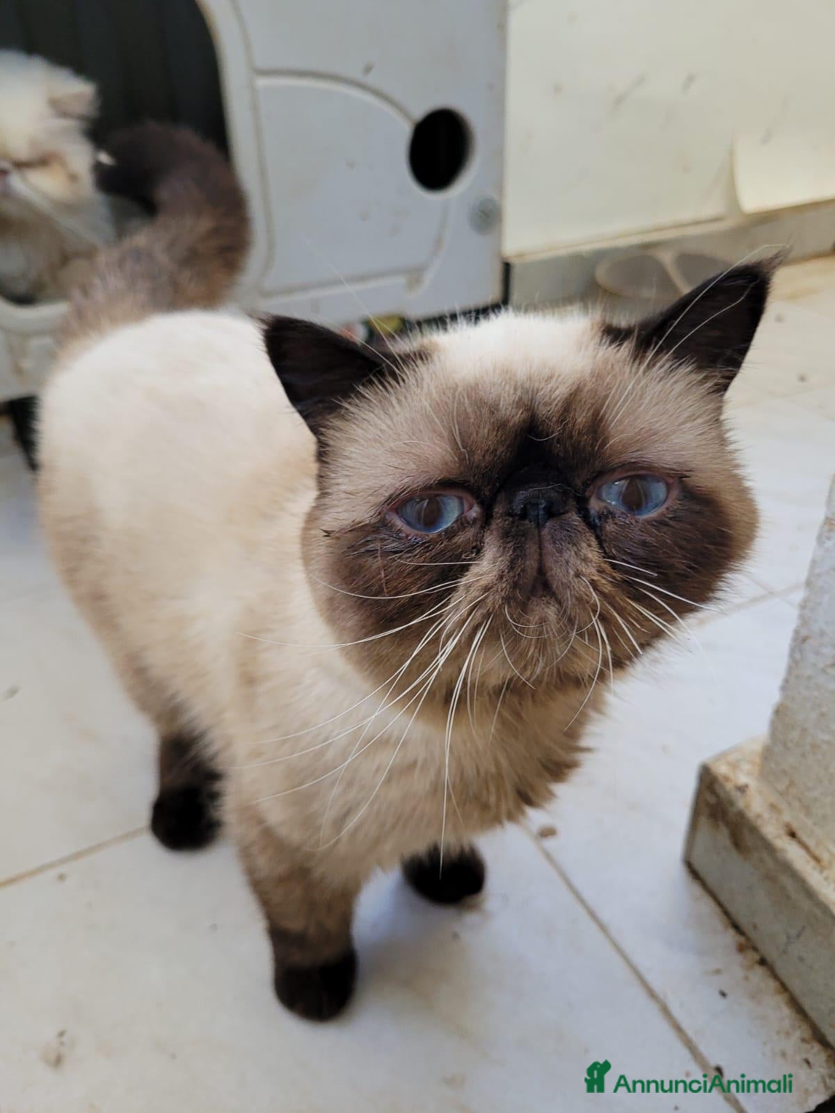 Exotic Shorthair gatti Maschietti Exotic  - Annuncio 8
