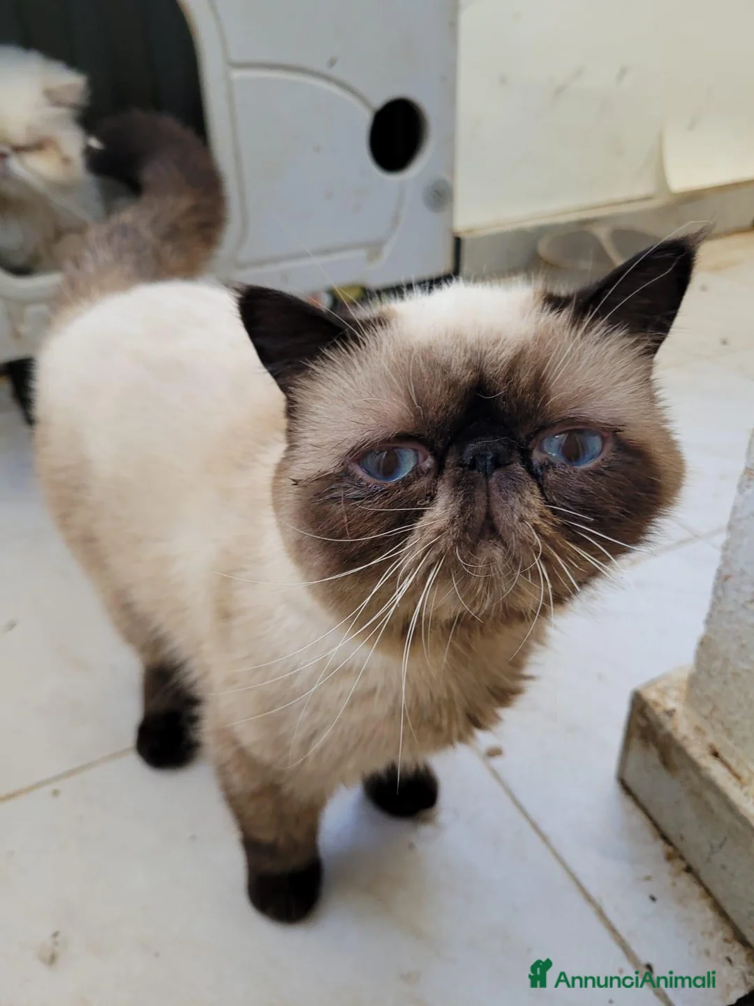 Exotic Shorthair gatti in vendita: Maschietti Exotic  - Annuncio 1