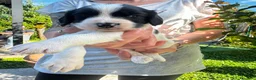 Springer Spaniel Inglese cani in vendita: Bellissimo cucciolo cerca casa - Annuncio 2