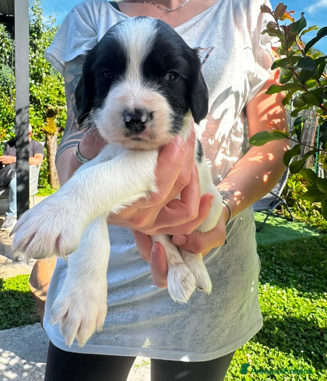Springer Spaniel Inglese cani in vendita: Bellissimo cucciolo cerca casa - Annuncio 2