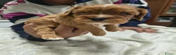 Cavalier King cani in vendita: Cuccioli di cavalier king  - Annuncio 2
