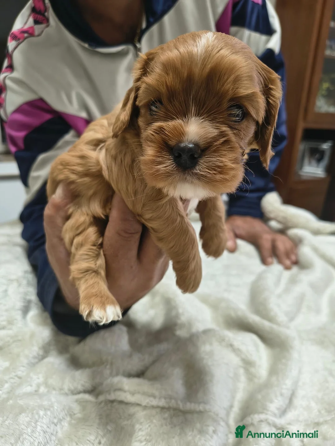 Cavalier King cani in vendita: Cuccioli di cavalier king  - Annuncio 2