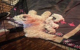 Maltese cani in vendita: Maltipoo a Provincia di Verona - Immagine 4
