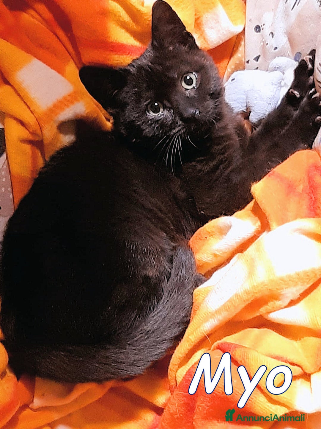 Europeo gatti in regalo: MYO e AMY DUE AMORI DI GATTINI - Annuncio 4