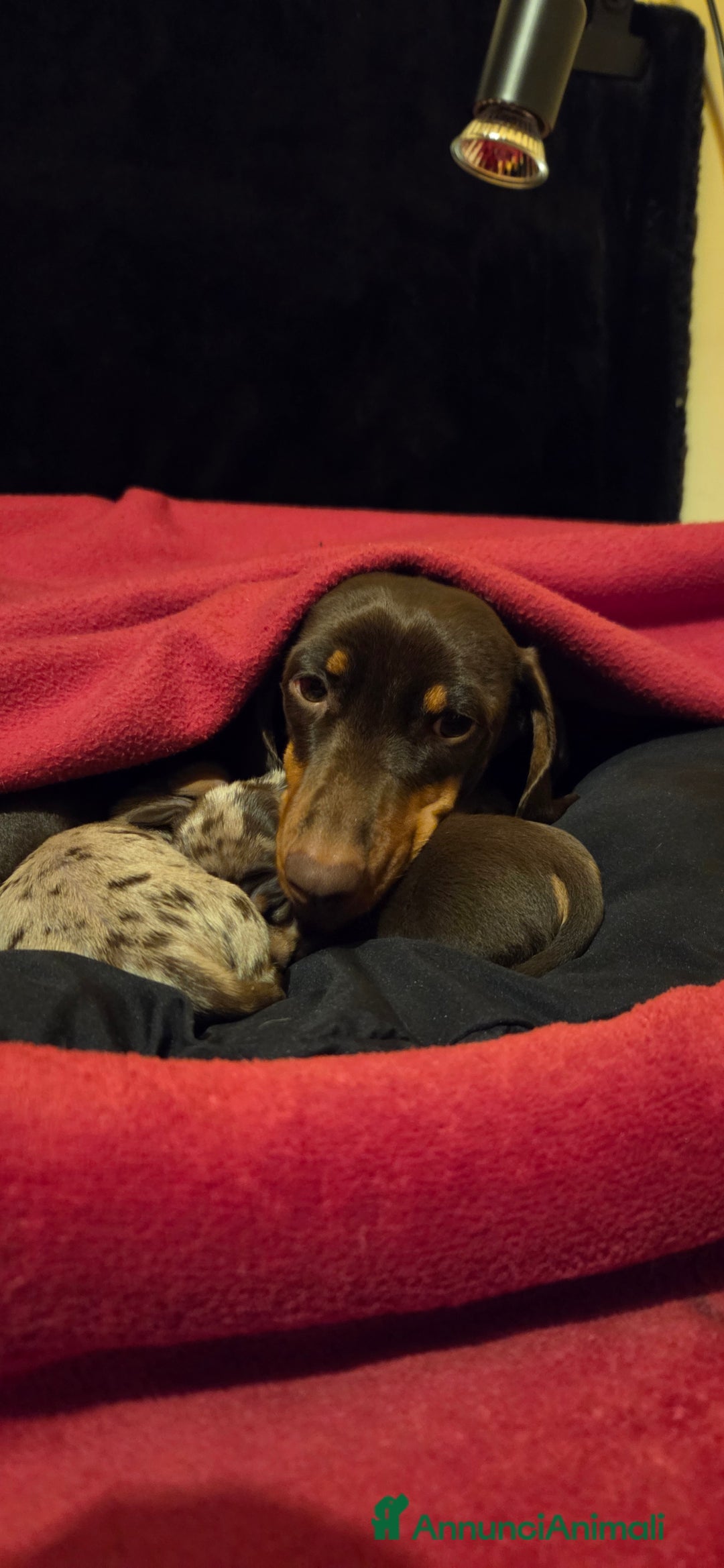 Bassotto cani in vendita: BASSOTTO ARLECCHINO CHOCOLATE - Annuncio 6