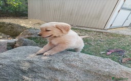 Golden Retriever cani in vendita: Vendesi cuccioli di Golden Retriever  a Provincia di Varese - Immagine 4