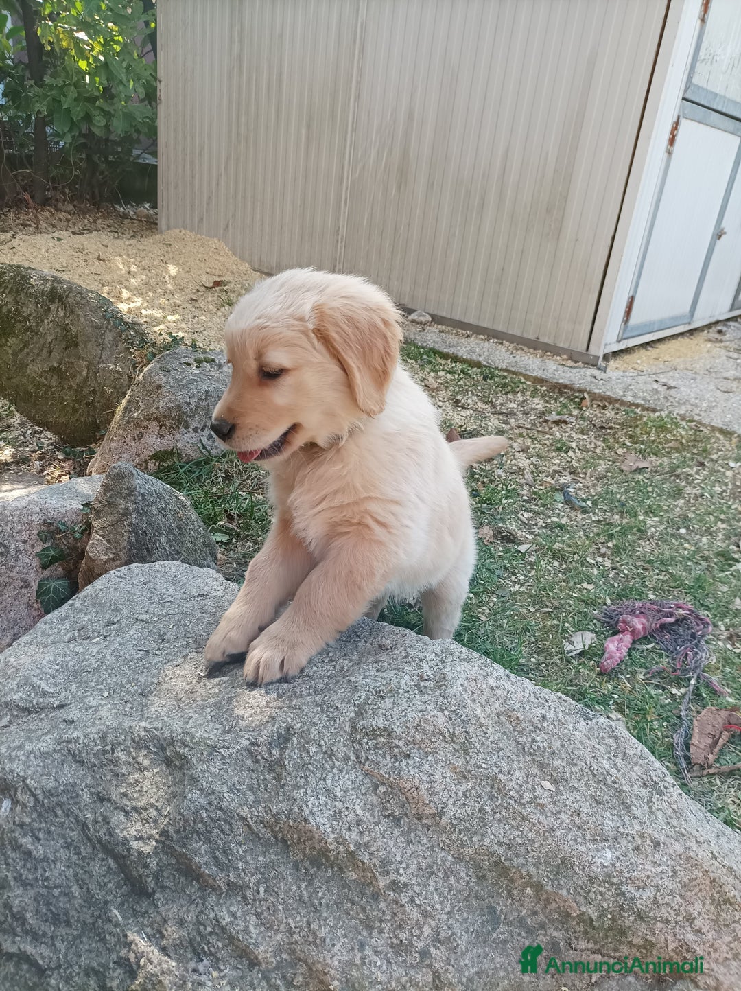 Golden Retriever cani in vendita: Vendesi cuccioli di Golden Retriever  a Provincia di Varese - Immagine 4