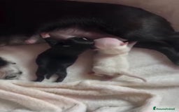 Chihuahua cani in vendita: Cucciolone di chihuahua a Provincia di Rieti - Immagine 2