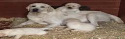 Labrador cani in vendita: Labrador retriever - Annuncio 9