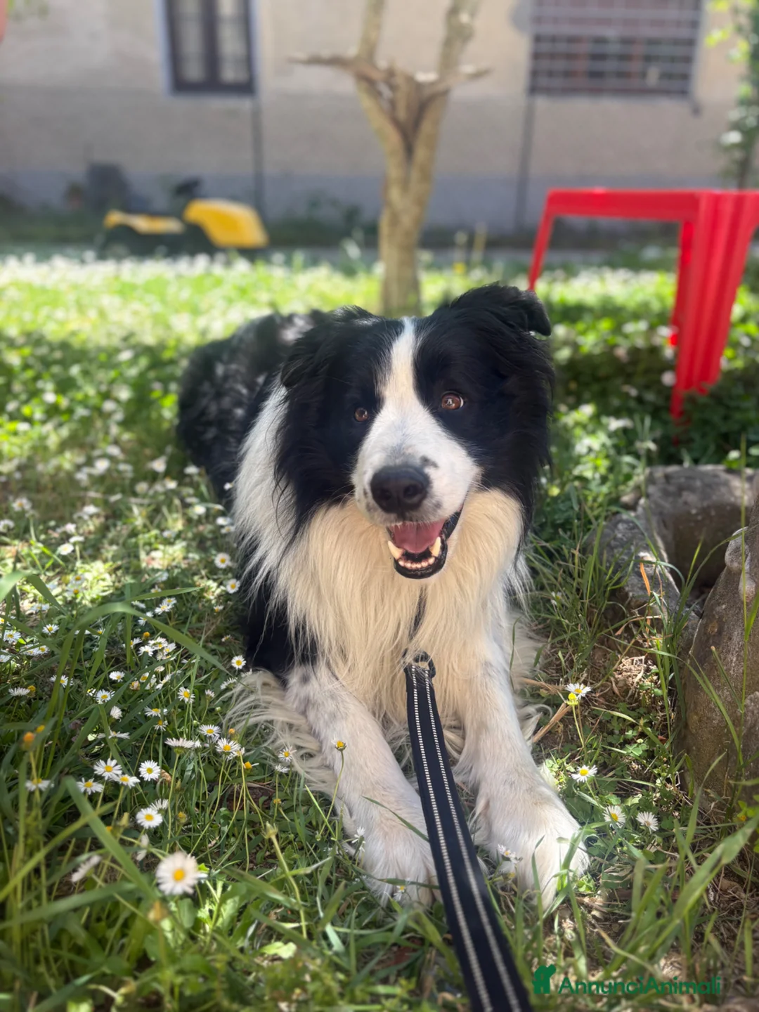Border Collie cani per accoppiamento: Accoppiamento  a Città Metropolitana di Firenze - Annuncio 2