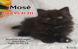 British gatti in vendita: British Shorthair cuccioli  a Città metropolitana di Roma Capitale - Immagine 16