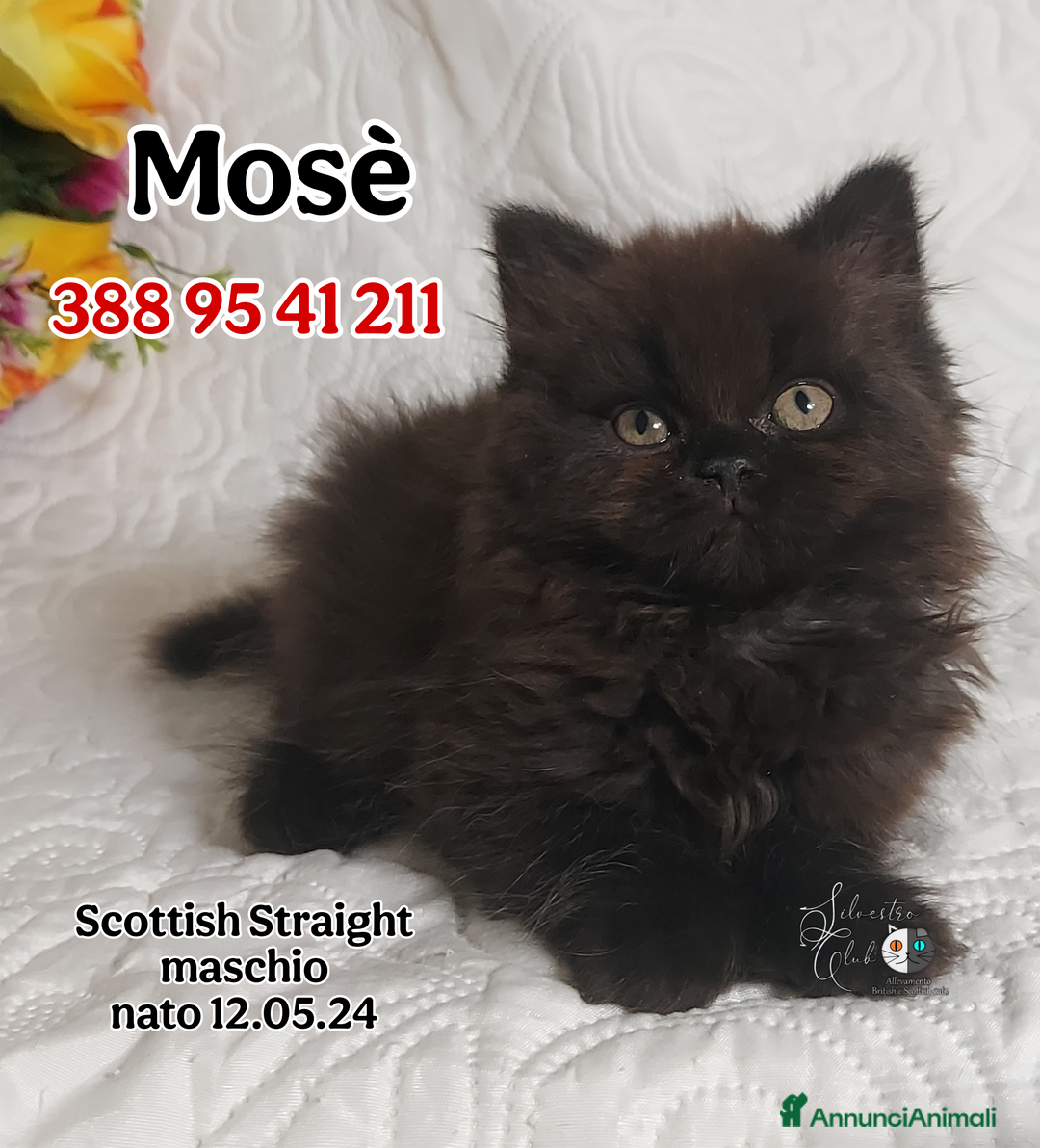 British gatti in vendita: British Shorthair cuccioli  a Città metropolitana di Roma Capitale - Immagine 16