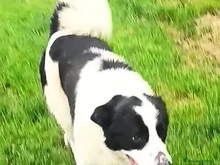 Meticcio cani BRANDO buono e giocherellone a Provincia di Cuneo - Annuncio 10