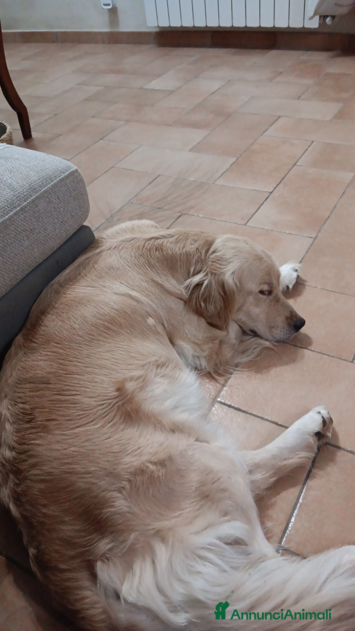 Golden Retriever cani Cuccioli golden retriever con pedigree  - Annuncio 1