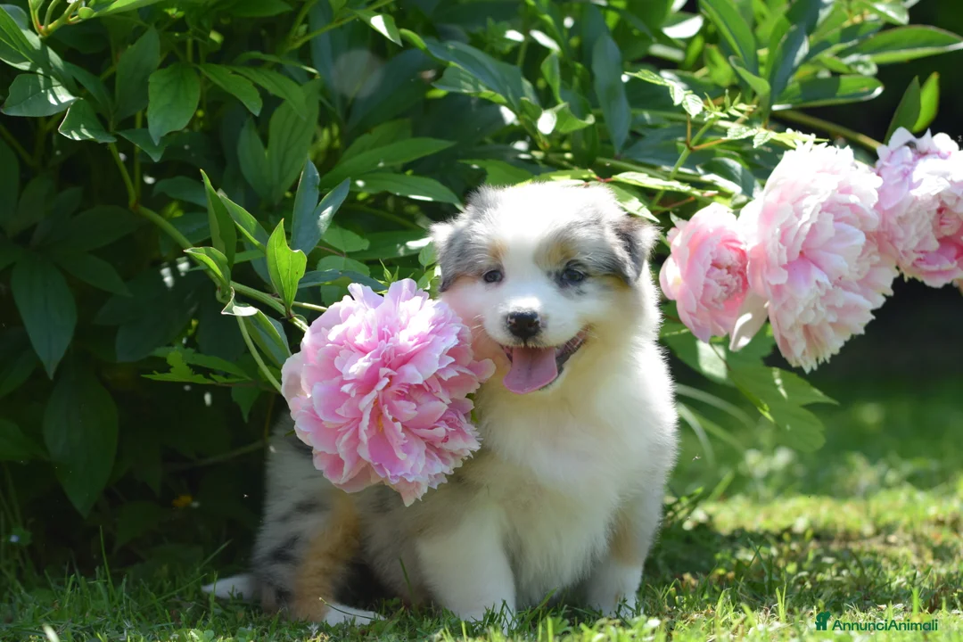 Immagine della galleria {{count}}