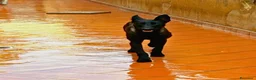 Pastore Belga cani in regalo: CASH e HYDRA pastore belga malinois in adozione - Annuncio 5