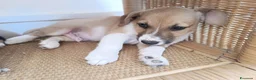 Meticcio cani in regalo: Cucciolo di taglia piccola  - Annuncio 3
